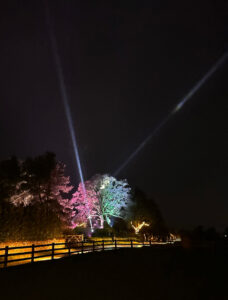 An illuminated tree with 2 spotlights shining into the sky